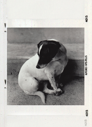 portraits photo chien veronique verdier marseille